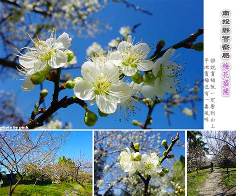 平地種梅樹|【平地種梅樹】平地也能種梅花！白色櫻花、熱帶大梅新品種熱賣。